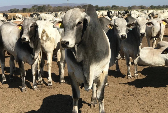 “Os machos avaliados pelo Programa de Eficiência de Carcaça (PEC) precisam de mais atenção que as fêmeas. A tecnologia é essencial para melhorar o desempenho”, diz Danilo Grandini, da Phibro Saúde Animal