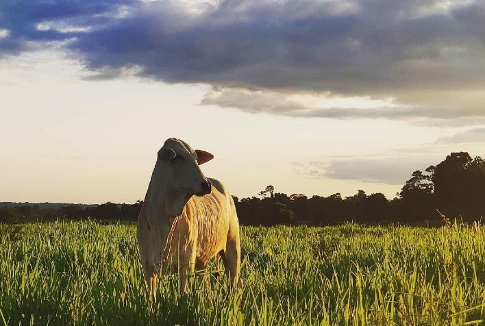 Queda na cotação da arroba do boi gordo
