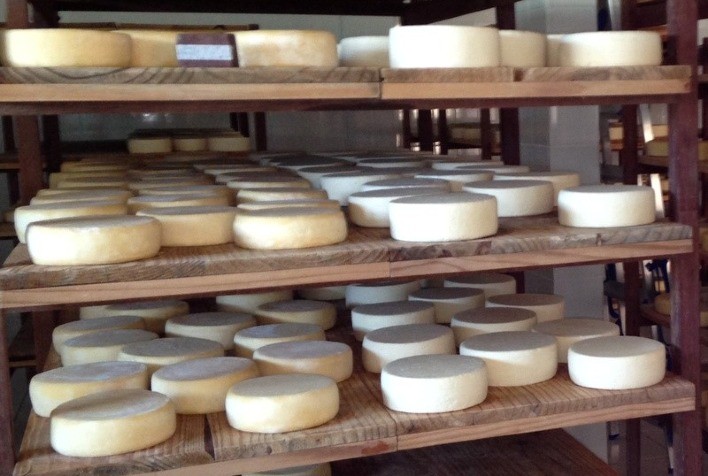 Pesquisadores da USP identificam vírus que atacam bactérias do queijo Canastra
