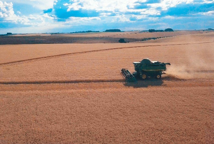 Novas fronteiras do trigo brasileiro: oportunidades e desafios da cultura no Cerrado são temas de seminário