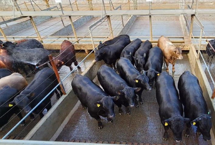 Condomínio Agropecuário Pernlochner e Sítio Batista vencem concurso de carcaças do Frigorífico Verdi