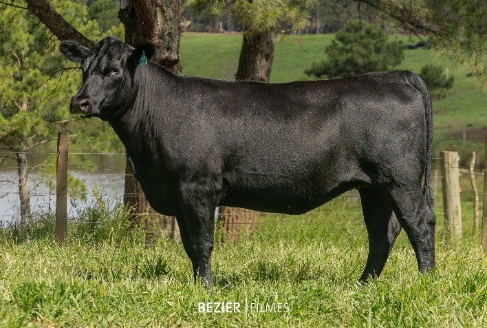 Renascença fatura R$ 771,4 mil com a venda de exemplares Angus e Ultrablack