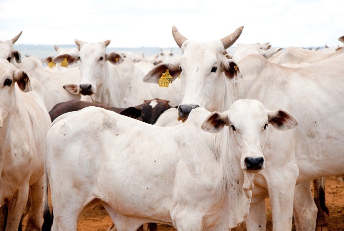 Controle de carrapatos na produção de bovinos minimiza prejuízo de até U$ 3,2 bilhões aos criadores