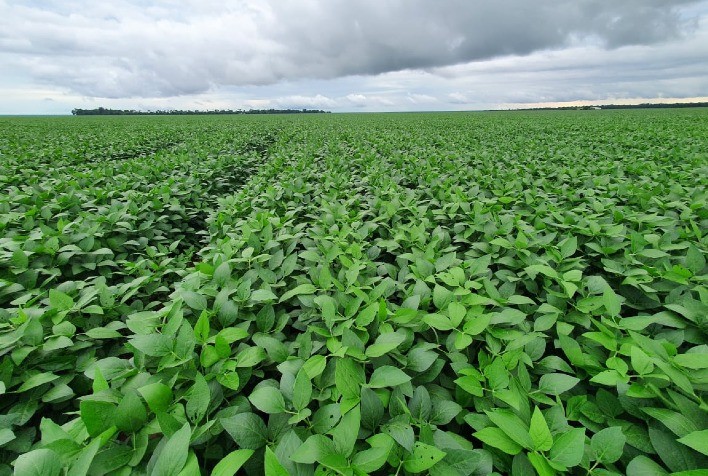 Cultivo de soja no Brasil avança em áreas de desmatamento e contribui para emissões de gases de efeito estufa