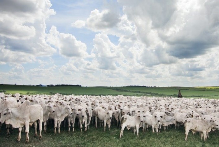 Alerta para o período de águas: gado pode sofrer com desmineralização no cocho