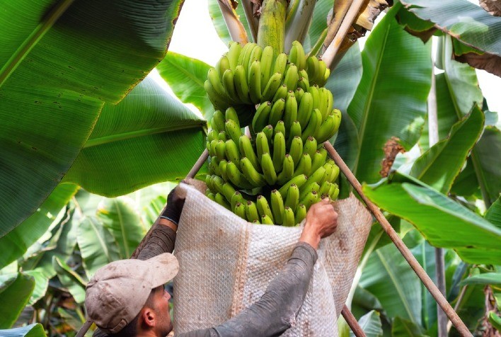 Parceria global contra o Fusarium e o IICA fortalecem sistemas técnicos da Venezuela para combater o fungo que ameaça a produção mundial de banana