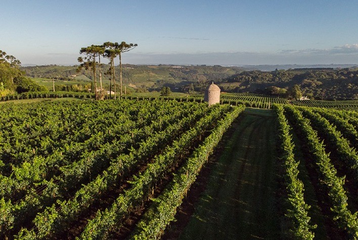 Pesquisa ajuda Brasil a conquistar denominação de origem de espumantes