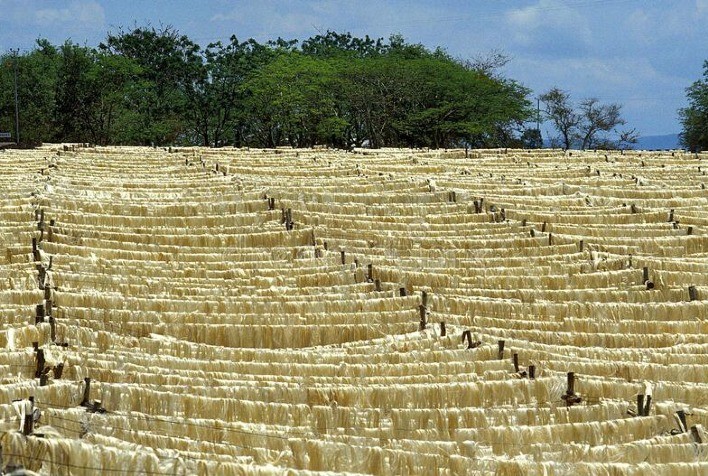 Cana do sertão: pesquisadores estudam produção de etanol e biogás a partir do sisal