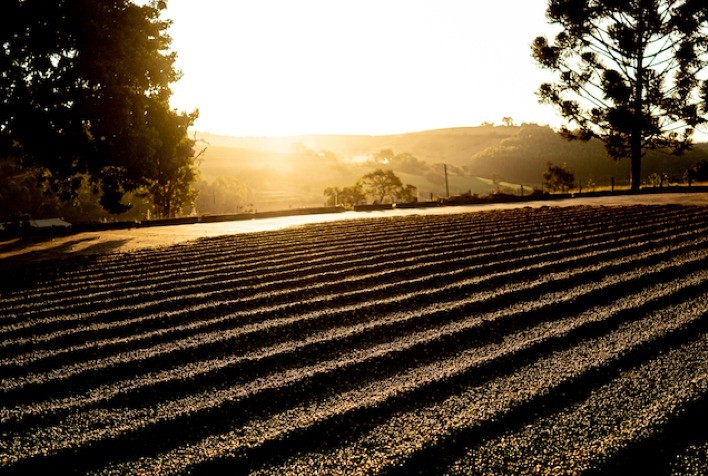 Traders divulgam mais estimativas sobre a próxima safra de café do Brasil