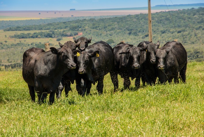 O período das águas chegou e os ectoparasitas têm o ambiente ideal para proliferação