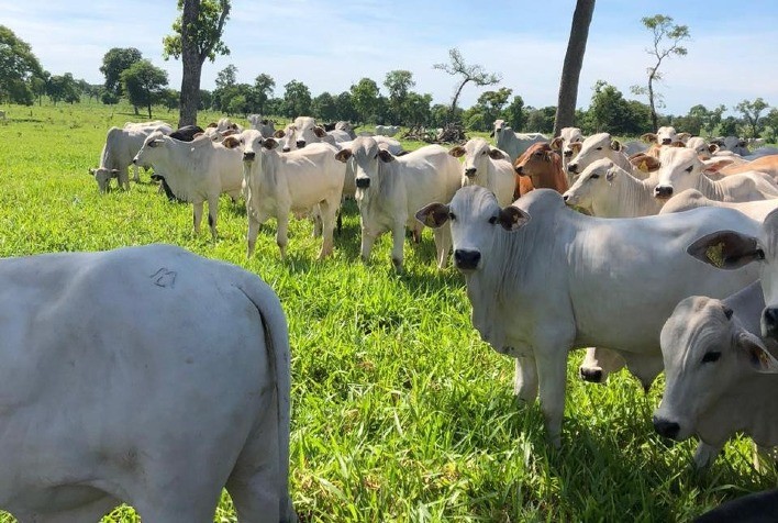 Machos abatidos pela Novilho Precoce MS são 20 quilos mais pesados que a média do país