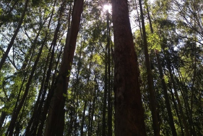 Melhoramentos aumenta em 65,9% o tamanho das áreas destinadas à plantação de árvores em 2022