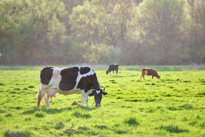 Secagem inteligente auxilia no controle e prevenção das mastites
