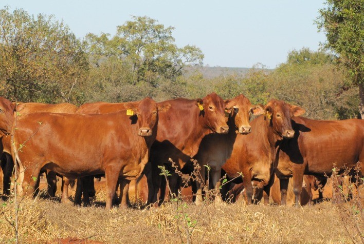 Montana da Barra investe na raça bovina há quase três décadas