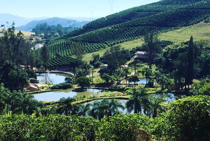 Café do Circuito das Águas Paulista faz transição de commodity para cafés especiais e descobre doçura marcante do grão