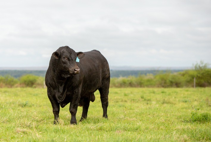 Registros de Ultrablack têm alta de mais de 70% em 2022
