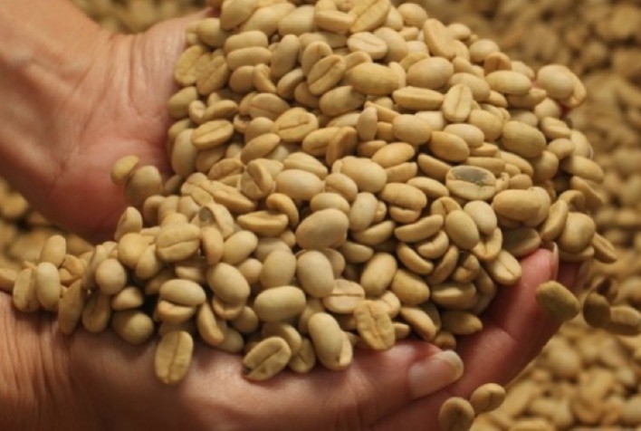 Epamig oferece sementes qualificadas de café para entrega imediata