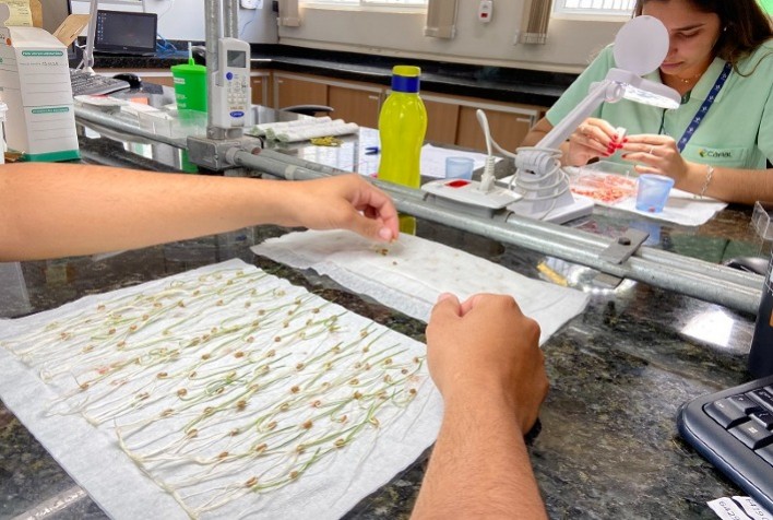 Laboratório assegura qualidade das sementes produzidas pela Capal