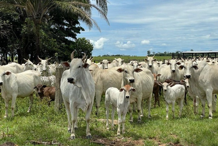 Período chuvoso é oportunidade para suplementar alimentação de gado e ampliar resultados