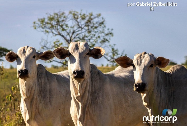 Retrospectiva 2022, uma análise do mercado do boi