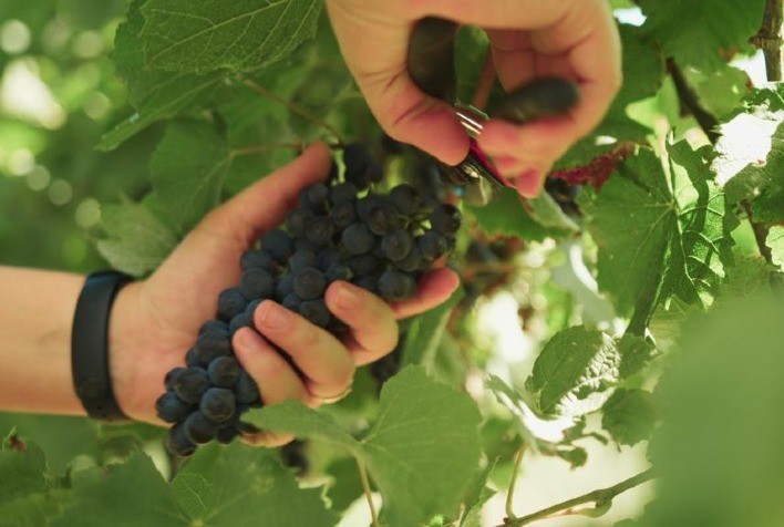 UFSM participa da criação de softwares para a identificação de nutrientes em frutíferas