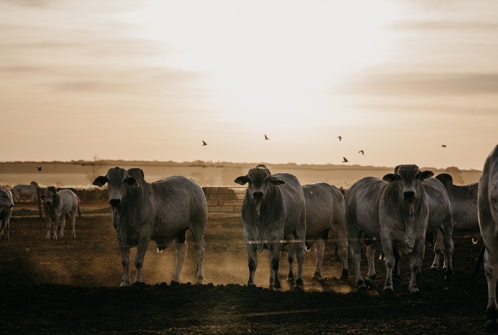 Boi gordo: pecuaristas absorvem primeira baixa do ano