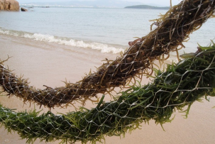 Santa Catarina quer apoiar o cultivo comercial de macroalgas para ampliar a renda dos maricultores