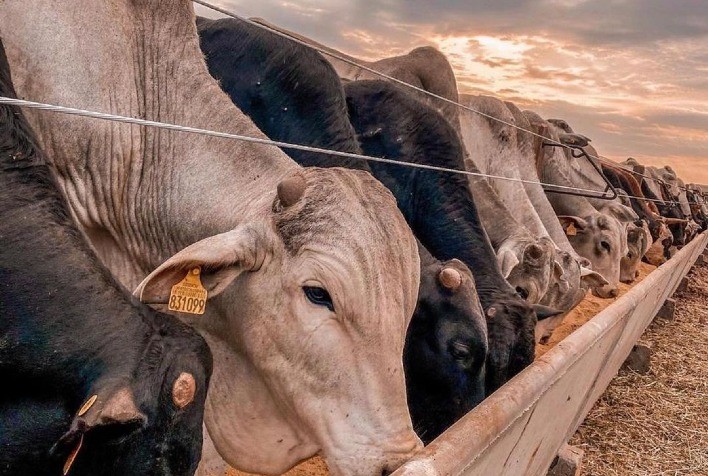 UFMT Sinop reforça trabalho de pesquisa sobre nutrição de bovinos no Estado
