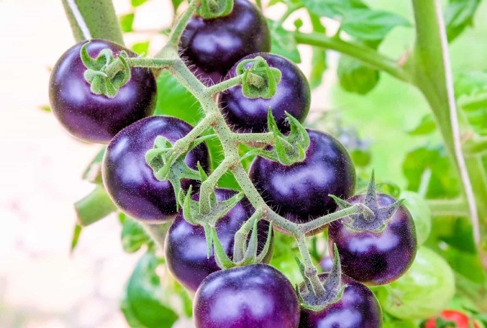 Futuro do tomate roxo pode estar nas mãos do consumidor
