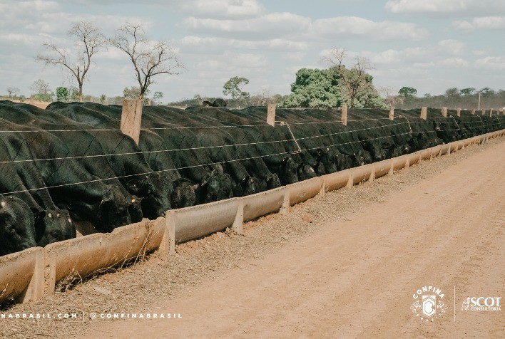 Confina Brasil 2022 mapeia mais de 3,9 milhões de bovinos de sistemas intensivos