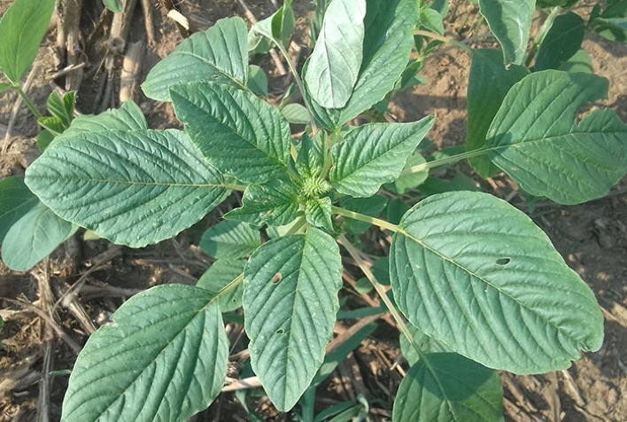 Controle químico e cultural são melhores estratégias para combater Amaranthus palmeri