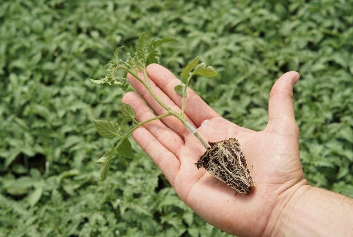 Enxertia é adotada no tomate para controlar doenças