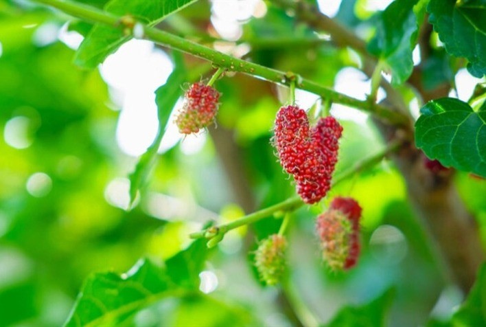 Silagem de amora melhora saúde intestinal de vaca leiteira