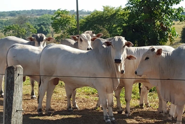 Valor Bruto da Produção bovina sinaliza queda de 4,1% em 2023