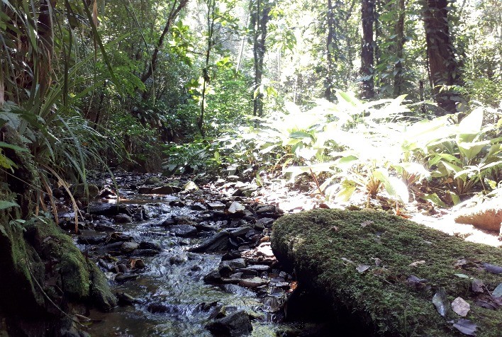 Estudo da UFSCar investiga como transição de florestas para monocultura interfere no funcionamento de riachos tropicais