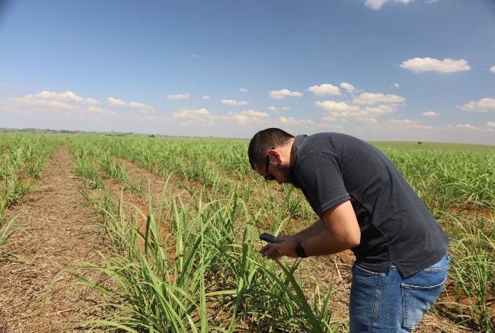 Gestão do manejo é peça chave no controle da matocompetição no canavial