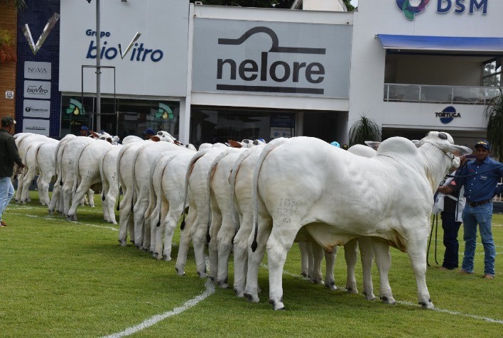 Nelore Minas promove Expoinel 2023 em Uberaba (MG), com apoio da ACNB