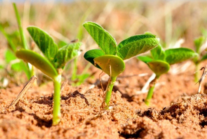 Boa Safra registra recorde nos índices de vigor e germinação de sementes de soja