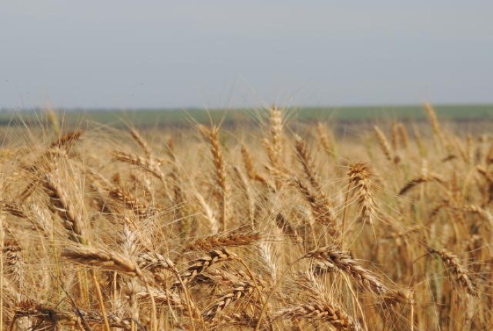 Embrapa quer inserir MS na estratégia de autossuficiência do trigo pelo Brasil