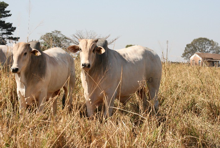 Boi gordo: pecuaristas absorveram nova e consecutiva baixa na semana