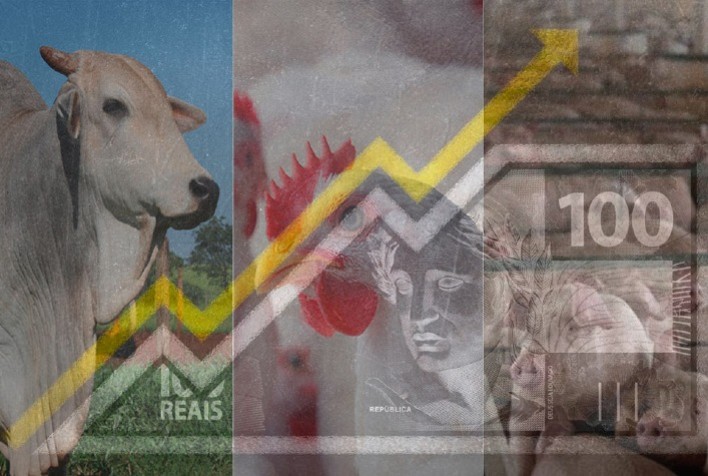 O desempenho de frango, boi e suíno vivos em relação ao ano anterior e ao período pré-pandemia