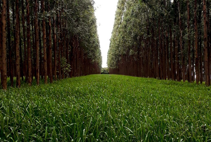 ILPF é a grande aliada para a produção sustentável