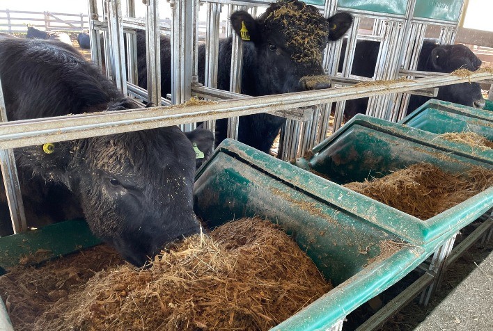 Angus abre inscrição para Prova de Eficiência Alimentar 2023