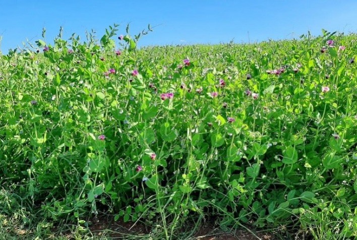 BRS Sulina: cultivar de ervilha é testada com sucesso para adubação verde e cobertura do solo