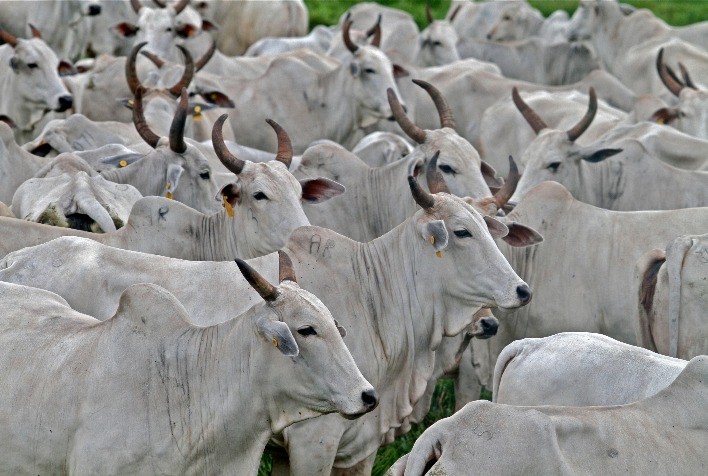 Boi gordo volta a recuar após notícia das exportações para a Indonésia, mas mercado futuro sustenta alta