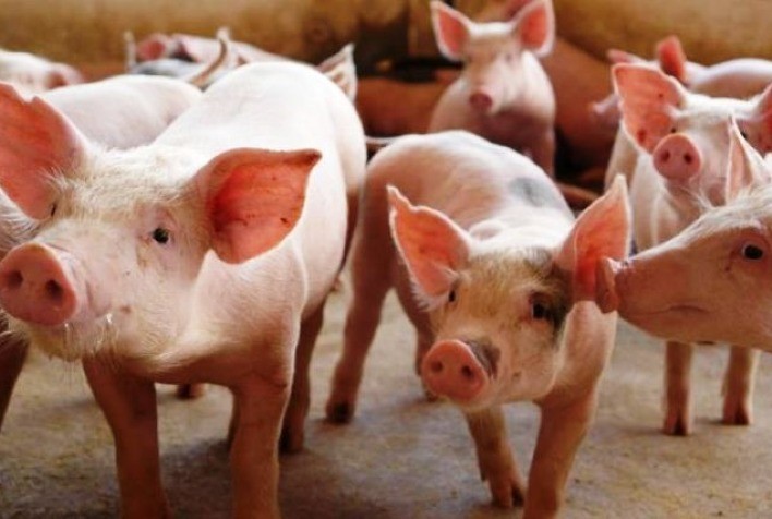 Suíno vivo: preço médio diário absorve, no momento, involução de 18%