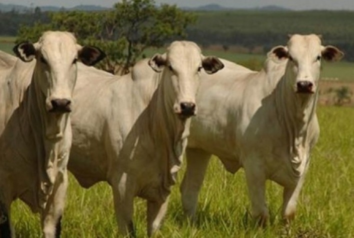 Boi vivo: preço médio diário apresenta, no momento, involução de 4,6%