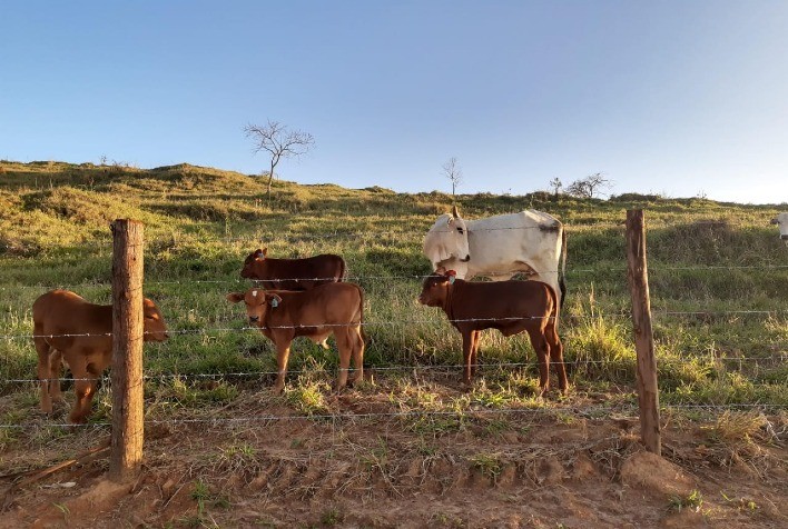 Montana Campo Belo produz touros melhoradores com rigorosa avaliação genética em Minas Gerais