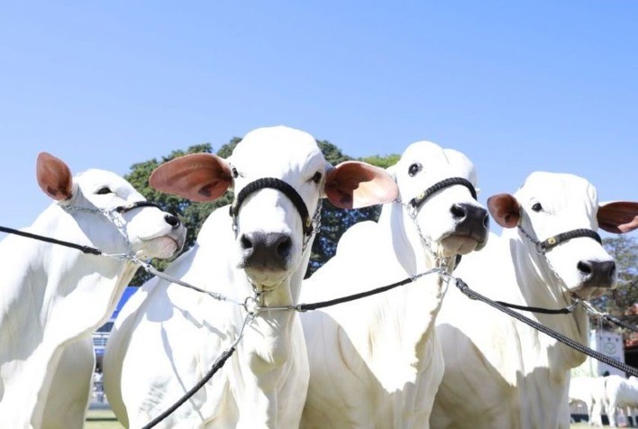 Inscrições abertas para a ExpoZebu 2023