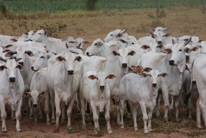 ANCP faz atualização do índice bioeconômico MGTe